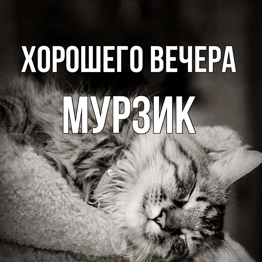 Открытка  для любимых и родных. мурзик, Хорошего вечера  