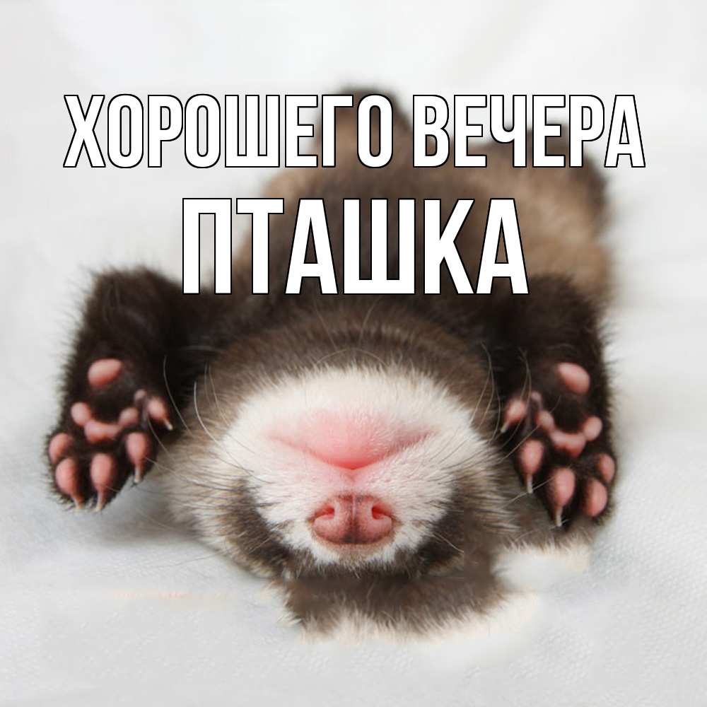 Открытка  для любимых и родных. пташка, Хорошего вечера  