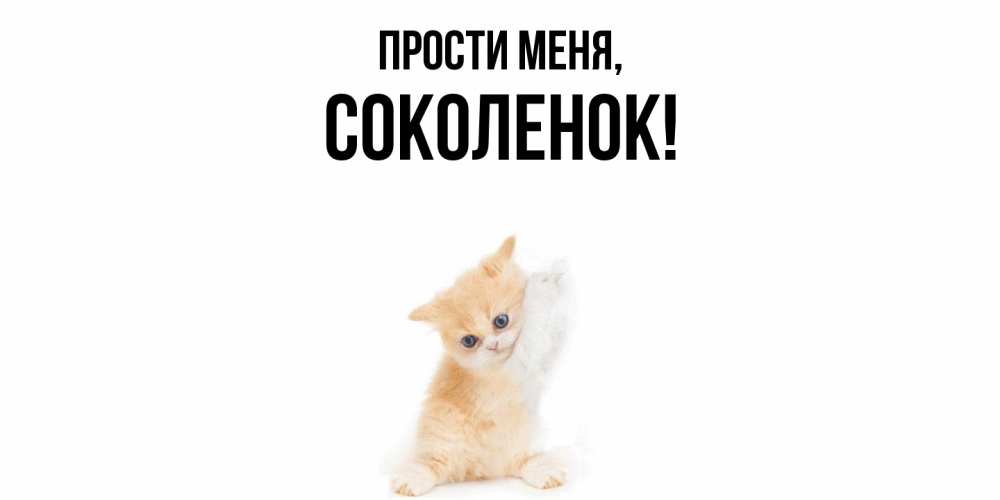 Открытка  для любимых и родных. соколенок, Прости меня  