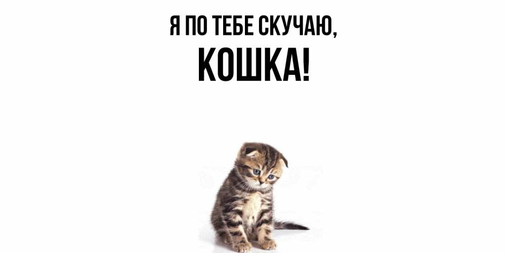 Открытка  для любимых и родных. кошка, Я по тебе скучаю  