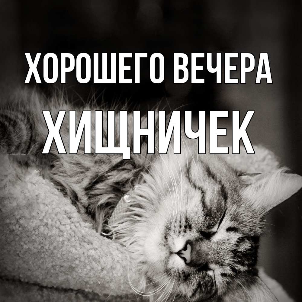 Открытка  для любимых и родных. хищничек, Хорошего вечера  