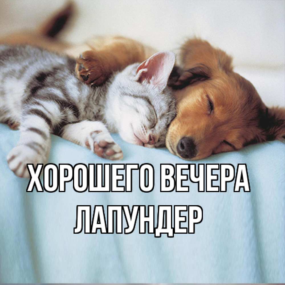 Открытка  для любимых и родных. лапундер, Хорошего вечера  