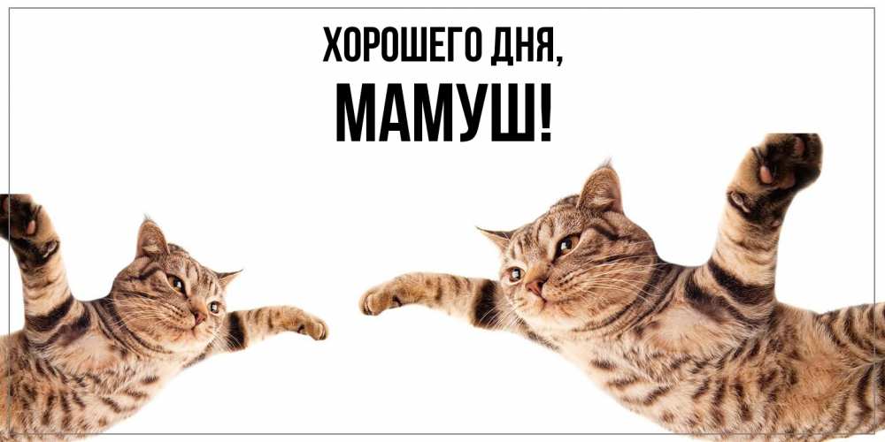 Открытка  для любимых и родных. мамуш, Хорошего дня  