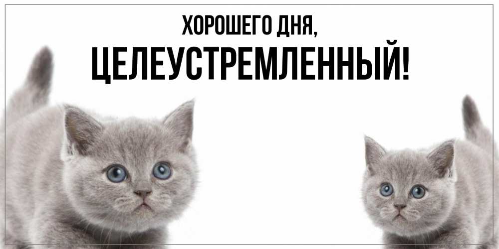 Открытка  для любимых и родных. целеустремленный, Хорошего дня  