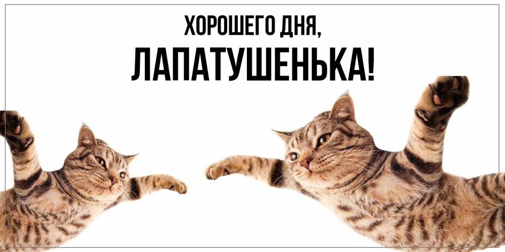Открытка  для любимых и родных. лапатушенька, Хорошего дня  