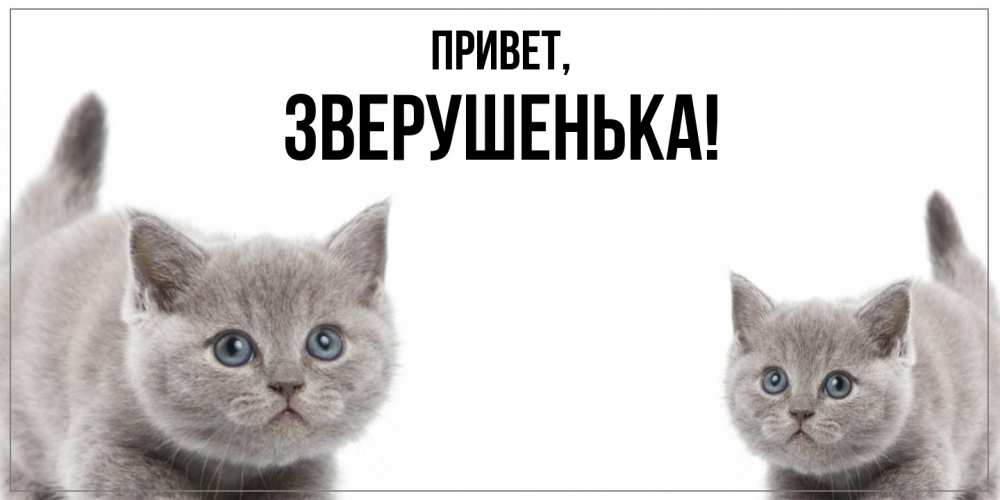 Открытка  для любимых и родных. зверушенька, Привет  