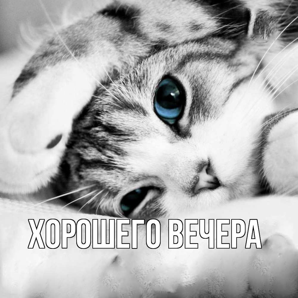 Открытка с подписью, открытка-бесплатно, Хорошего вечера