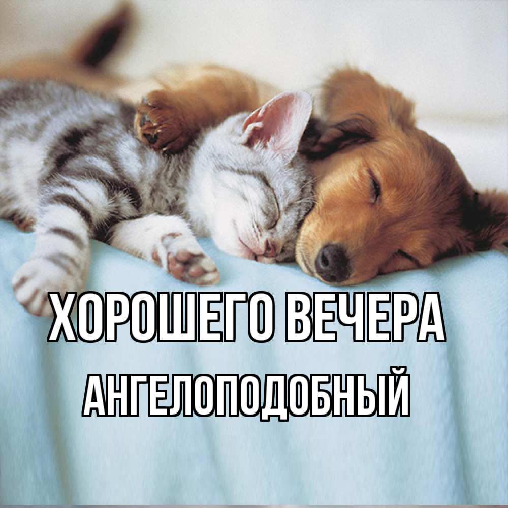 Открытка  для любимых и родных. ангелоподобный, Хорошего вечера  
