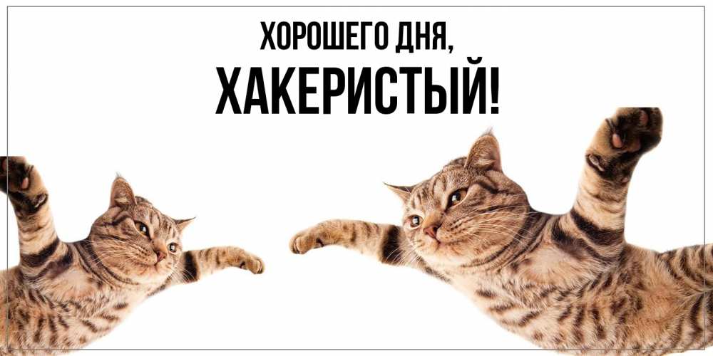 Открытка  для любимых и родных. хакеристый, Хорошего дня  