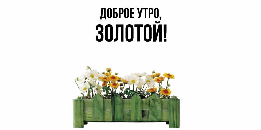 Открытка  для любимых и родных. золотой, Доброе утро  
