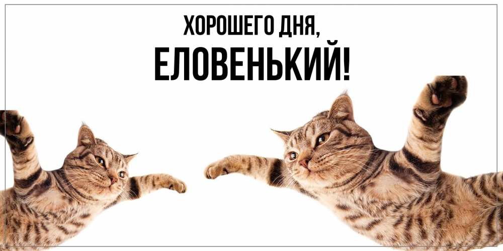 Открытка  для любимых и родных. еловенький, Хорошего дня  