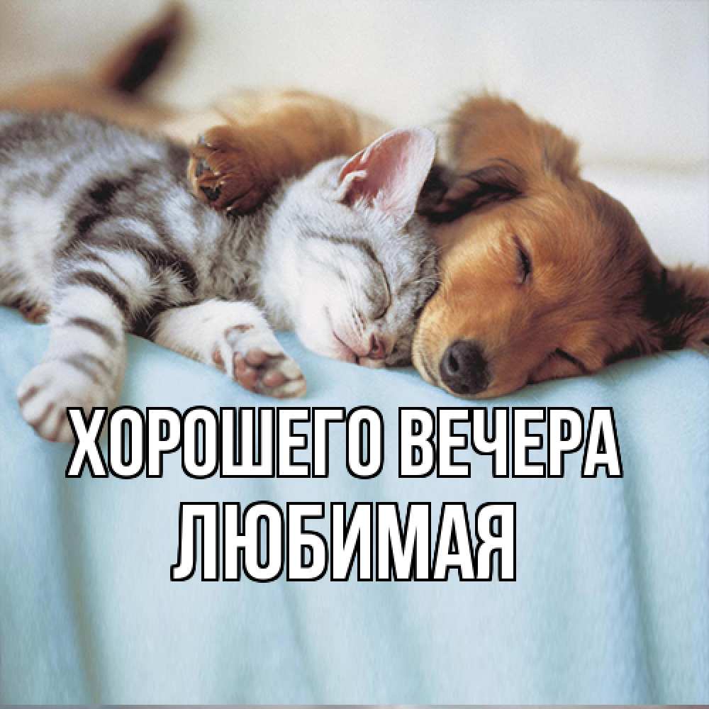Открытка  для любимых и родных. Любимая, Хорошего вечера  