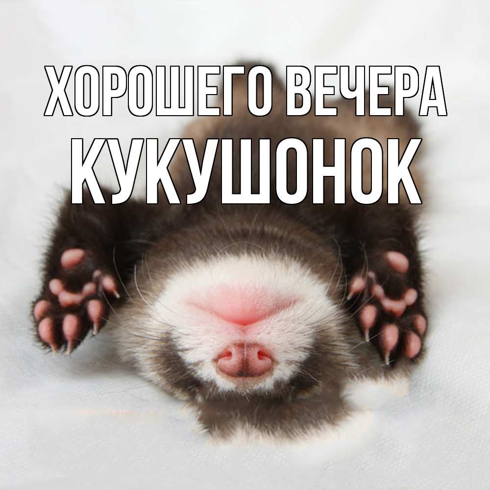 Открытка  для любимых и родных. кукушонок, Хорошего вечера  