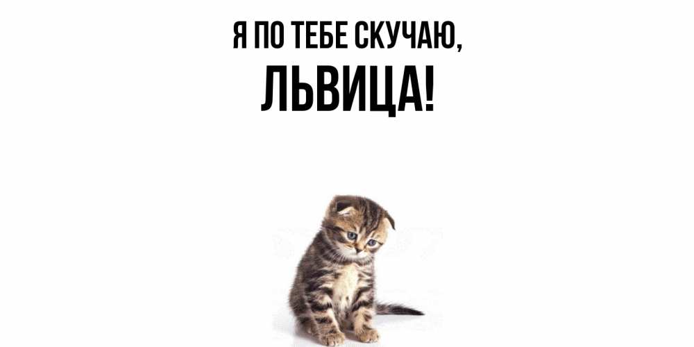 Открытка  для любимых и родных. львица, Я по тебе скучаю  