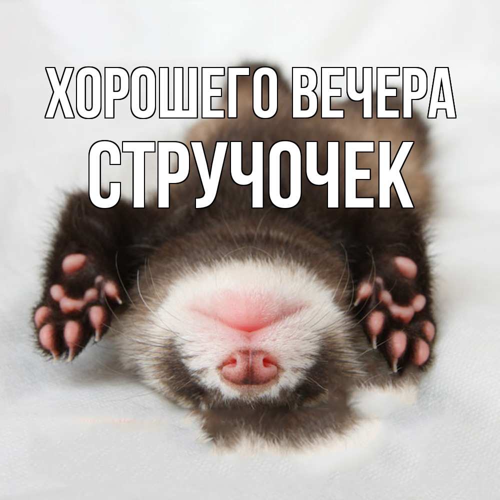 Открытка  для любимых и родных. стручочек, Хорошего вечера  