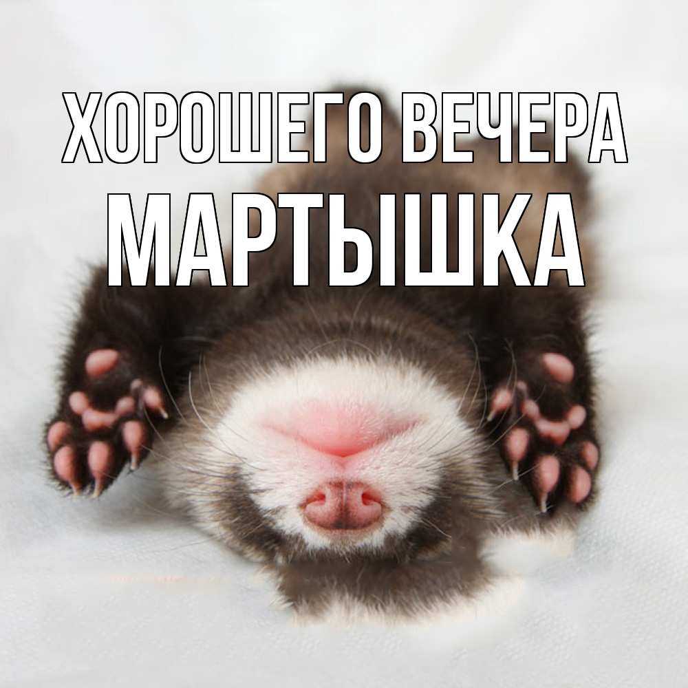 Открытка  для любимых и родных. мартышка, Хорошего вечера  
