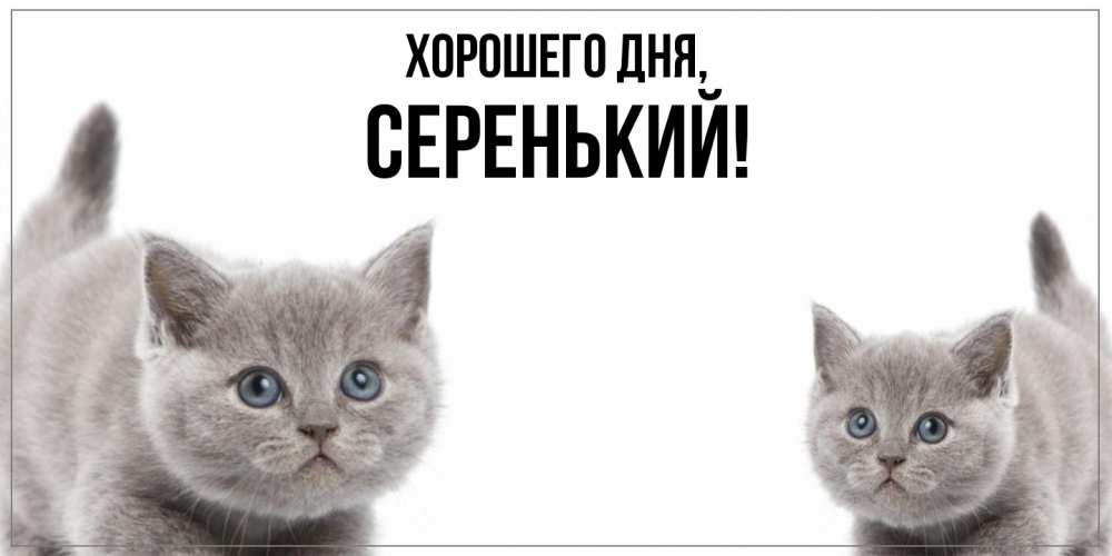 Открытка  для любимых и родных. серенький, Хорошего дня  