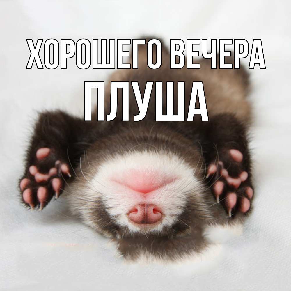 Открытка  для любимых и родных. плуша, Хорошего вечера  