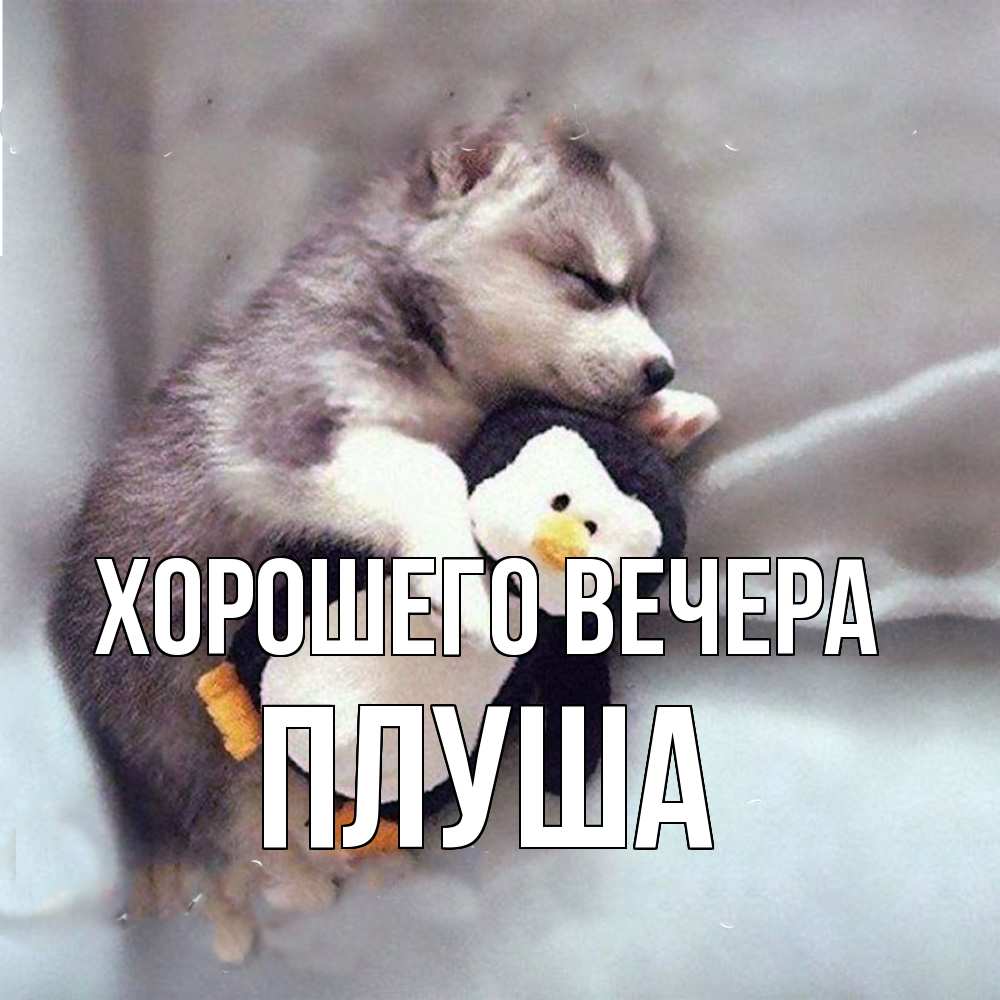 Картинка Хорошего вечера, плуша