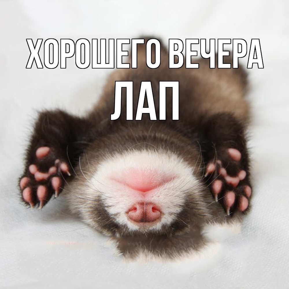 Открытка  для любимых и родных. лап, Хорошего вечера  