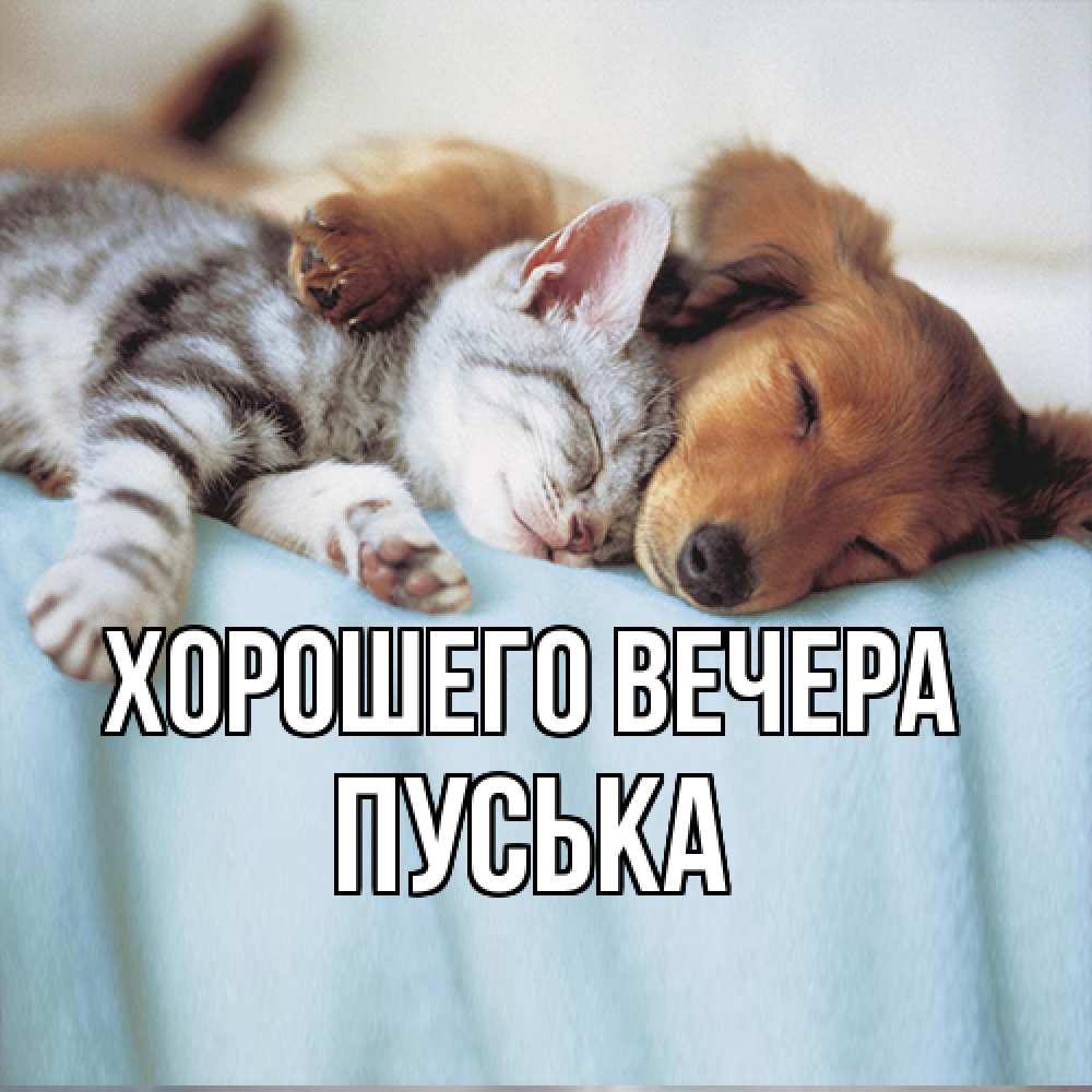 Открытка  для любимых и родных. пуська, Хорошего вечера  