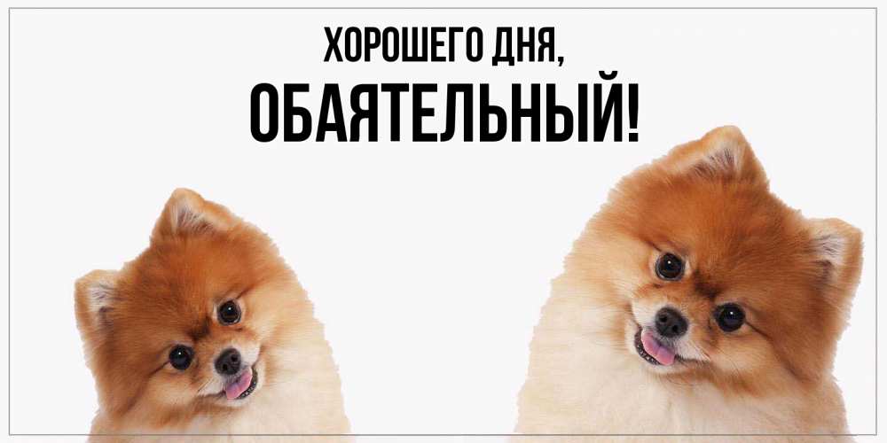 Открытка  для любимых и родных. обаятельный, Хорошего дня  