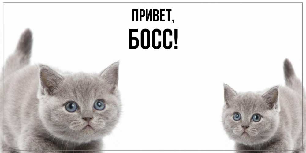 Открытка с именем, Босс, Привет
