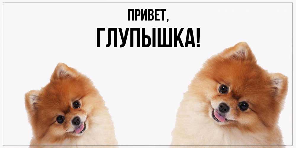 Открытка  для любимых и родных. глупышка, Привет  