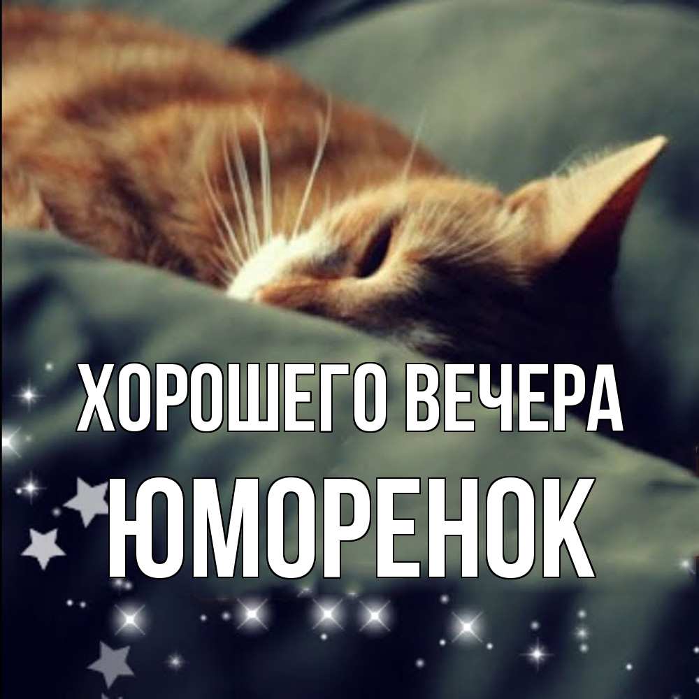 Открытка  для любимых и родных. юмоpенок, Хорошего вечера  