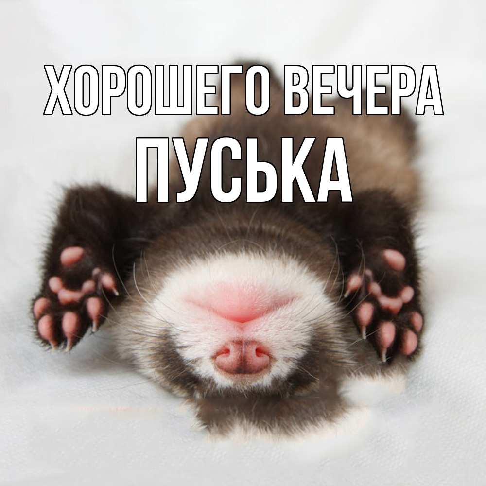 Открытка  для любимых и родных. пуська, Хорошего вечера  
