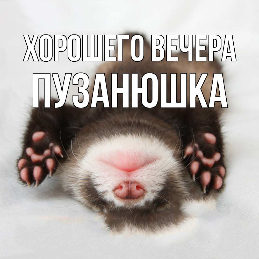 Открытка  для любимых и родных. пузанюшка, Хорошего вечера  