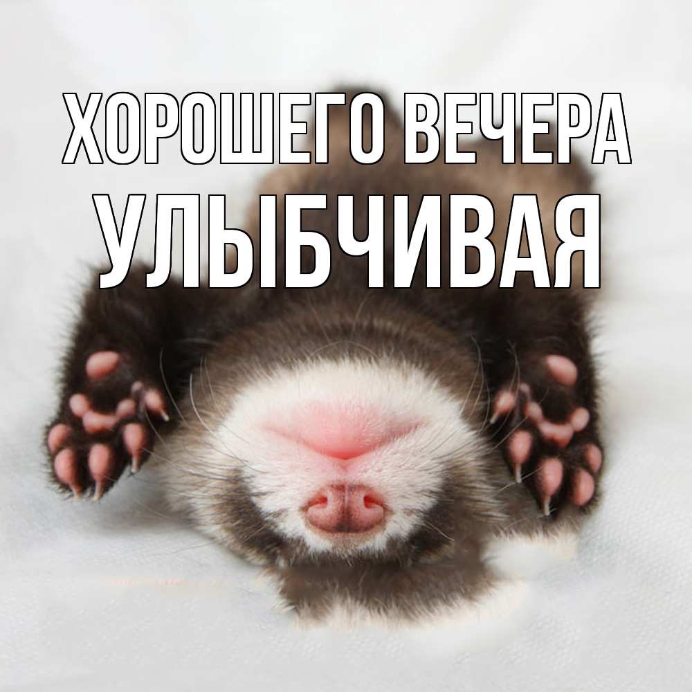 Открытка  для любимых и родных. улыбчивая, Хорошего вечера  