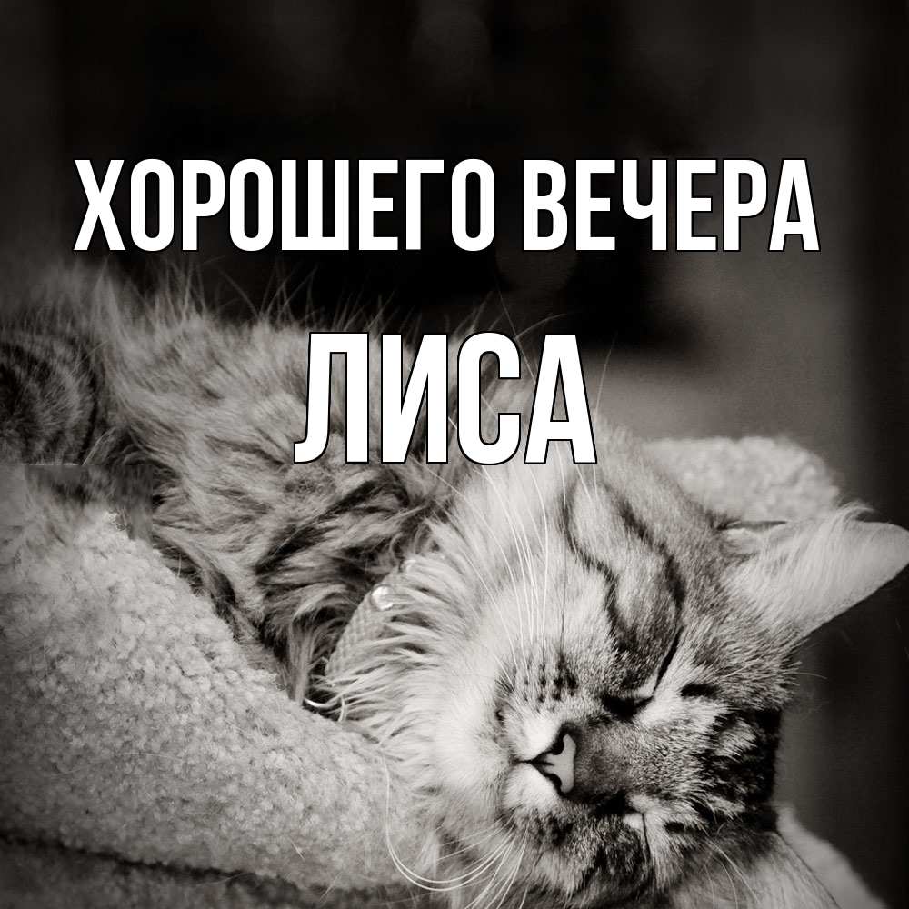 Открытка  для любимых и родных. лиса, Хорошего вечера  