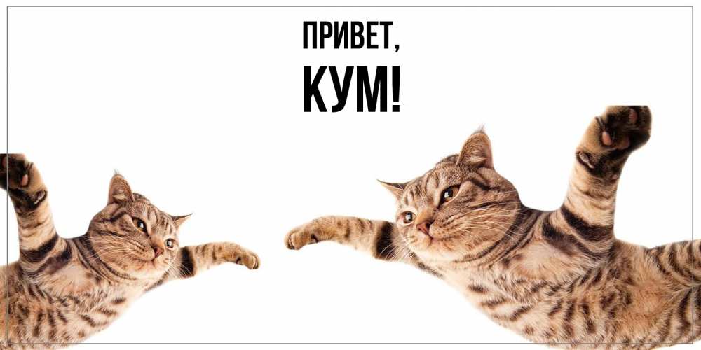 Открытка  для любимых и родных. Кум, Привет  