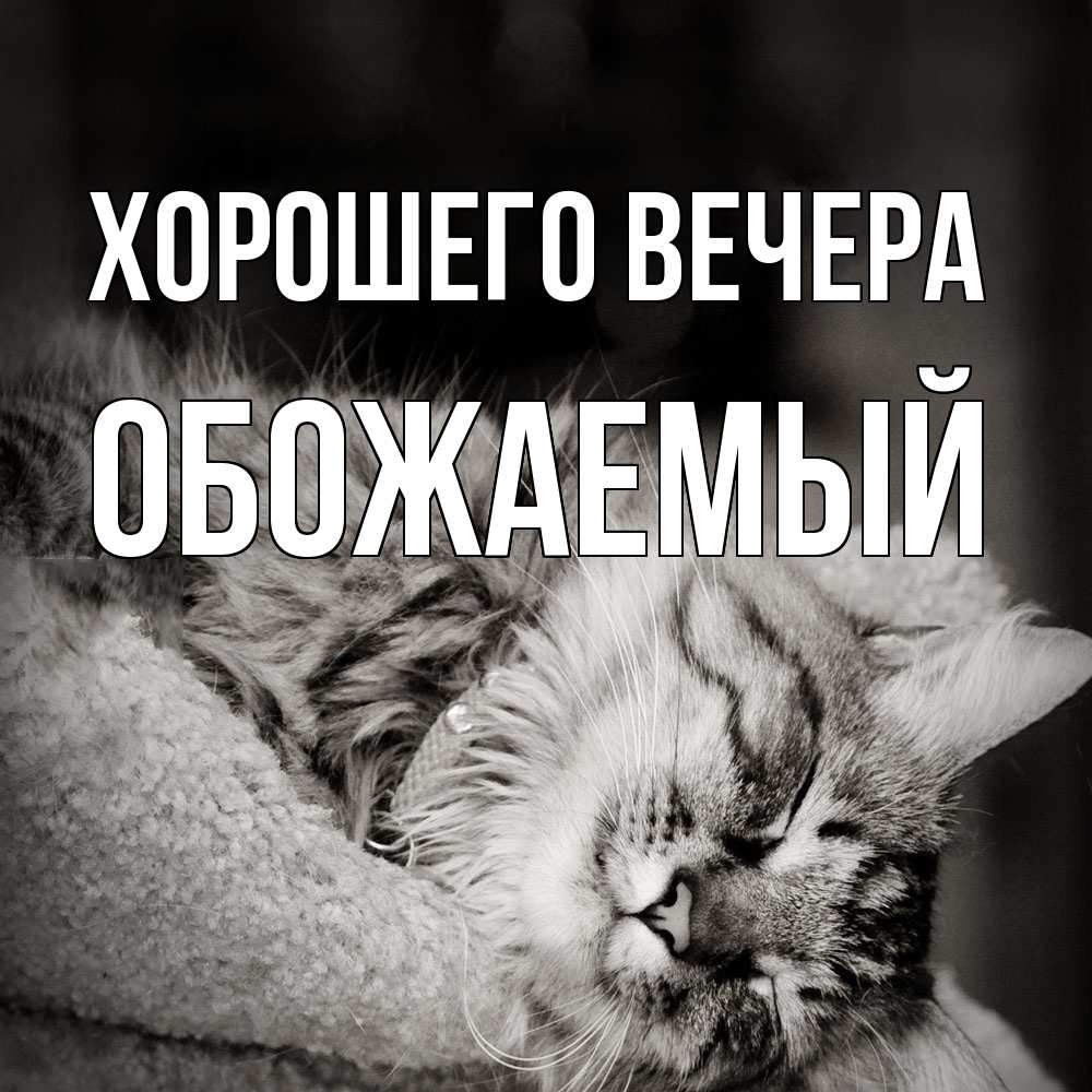 Картинка Хорошего вечера, обожаемый