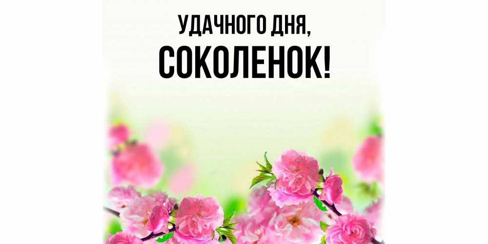 Открытка  для любимых и родных. соколенок, Удачного дня  