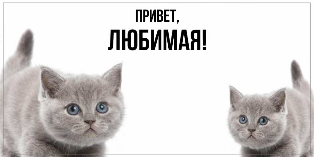 Картинка Привет, Любимая