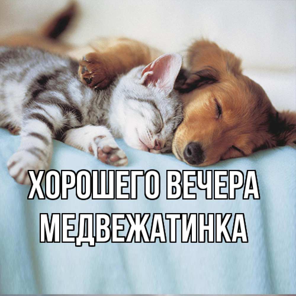 Открытка  для любимых и родных. медвежатинка, Хорошего вечера  