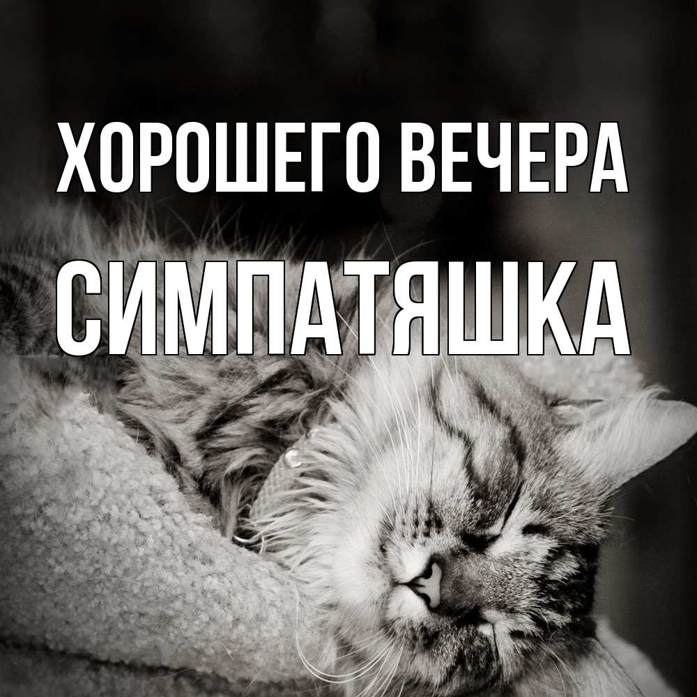 Открытка  для любимых и родных. симпатяшка, Хорошего вечера  