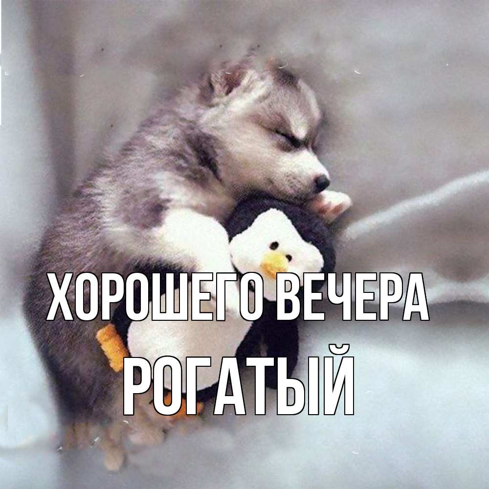 Открытка  для любимых и родных. рогатый, Хорошего вечера  
