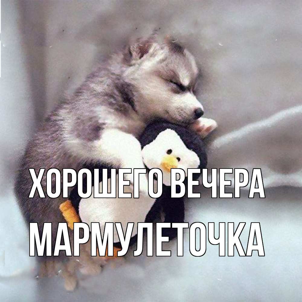 Открытка  для любимых и родных. мармулеточка, Хорошего вечера  