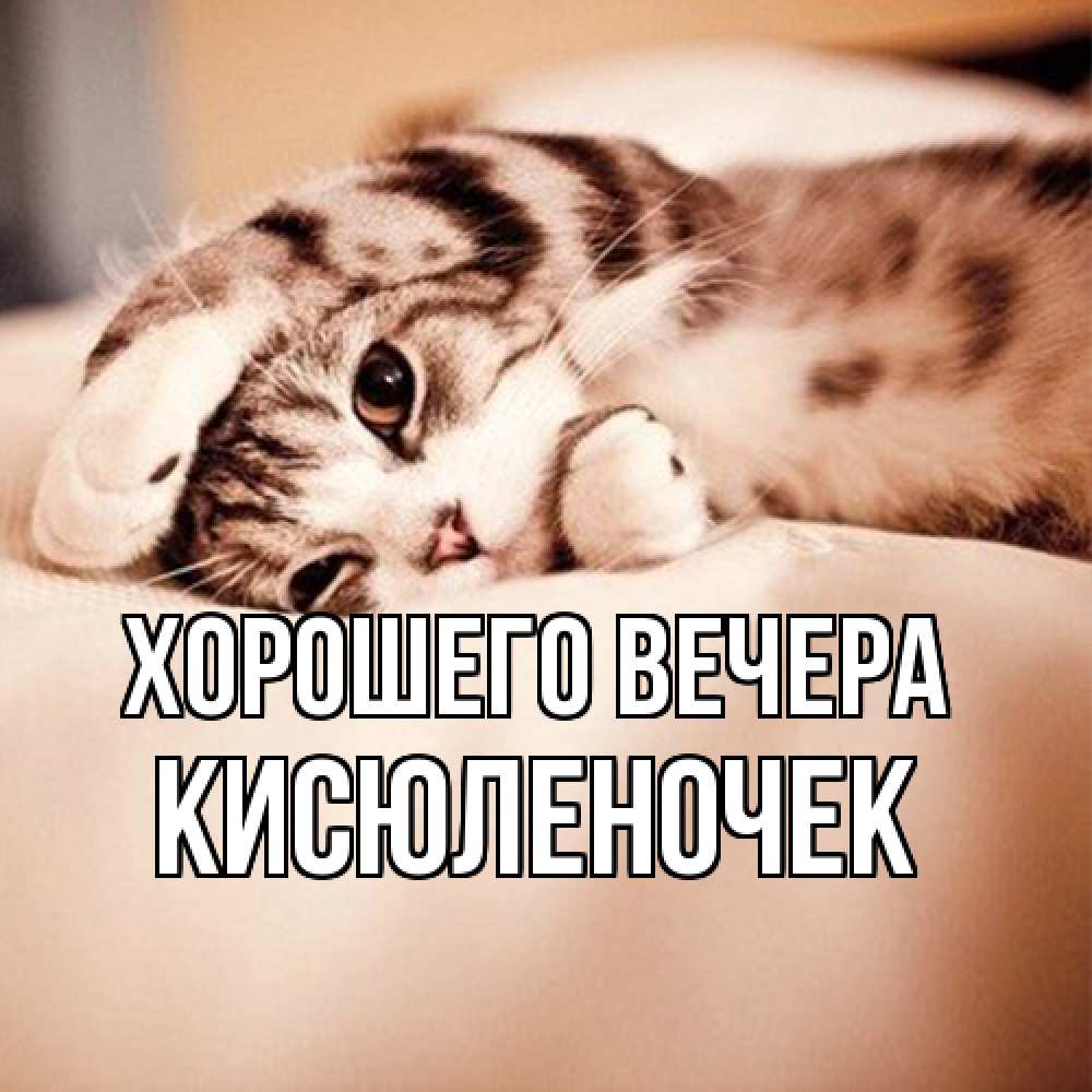 Открытка  для любимых и родных. кисюленочек, Хорошего вечера  