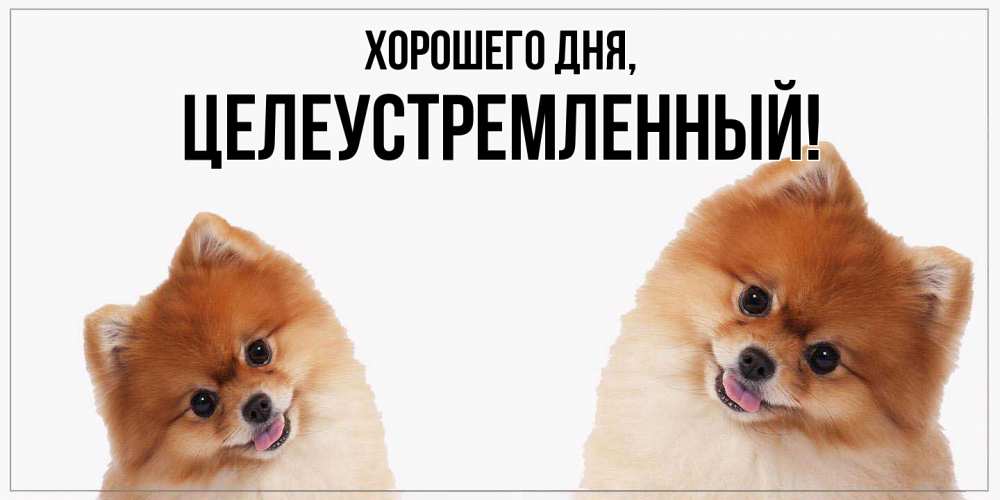 Открытка  для любимых и родных. целеустремленный, Хорошего дня  