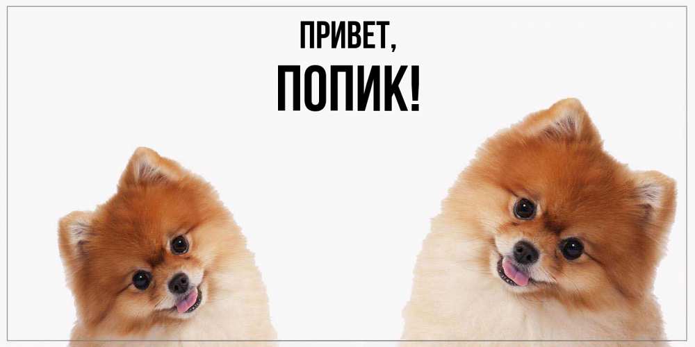 Открытка  для любимых и родных. попик, Привет  