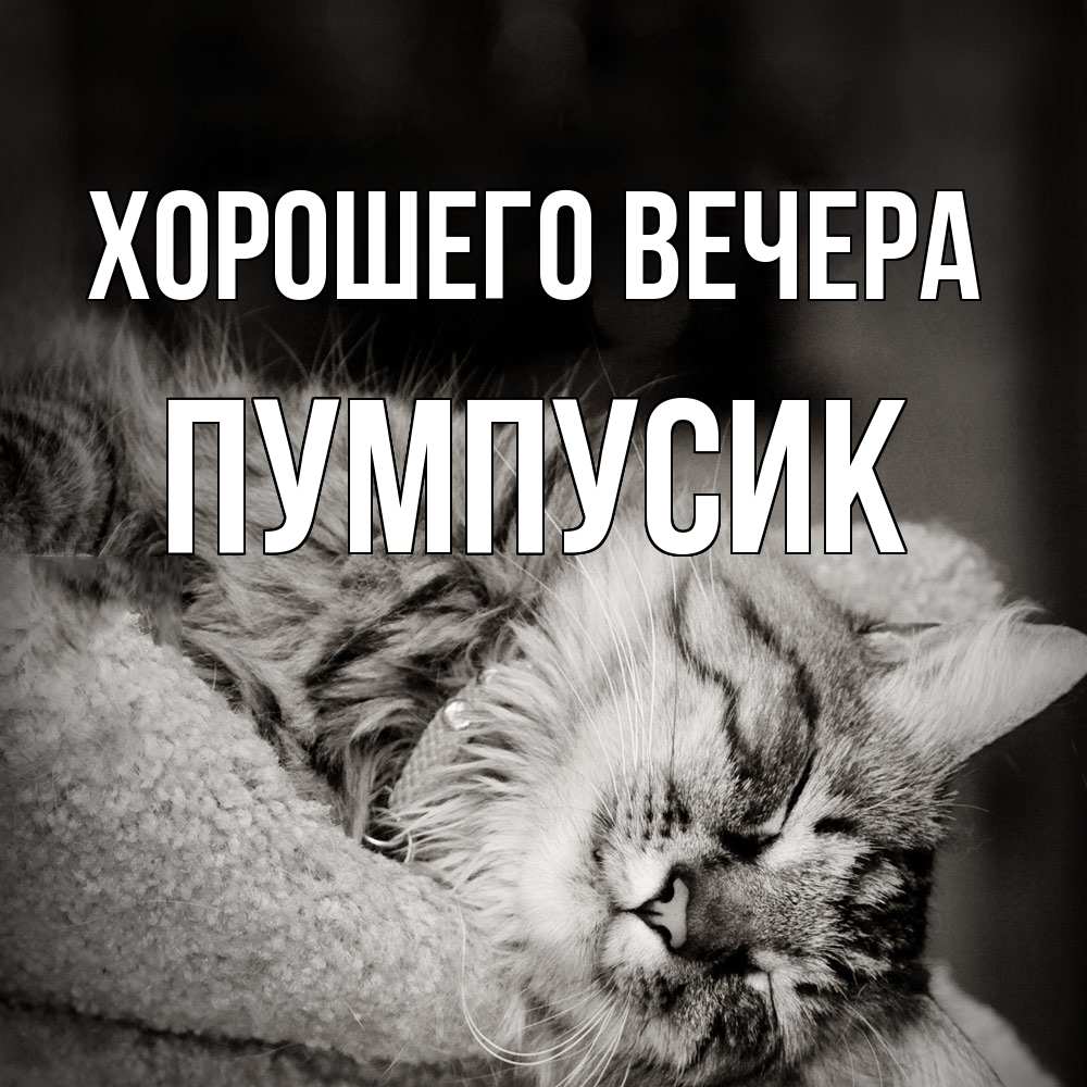 Открытка  для любимых и родных. пумпусик, Хорошего вечера  