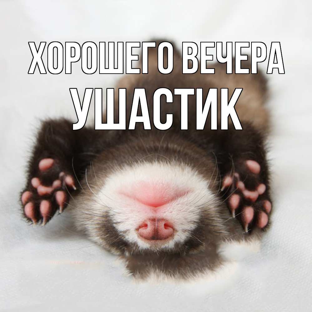 Открытка  для любимых и родных. ушастик, Хорошего вечера  