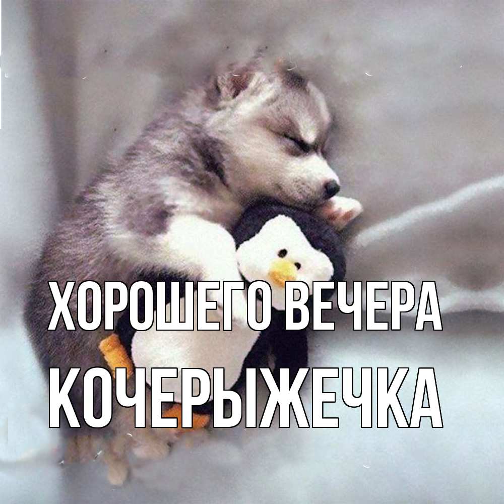 Открытка  для любимых и родных. кочерыжечка, Хорошего вечера  