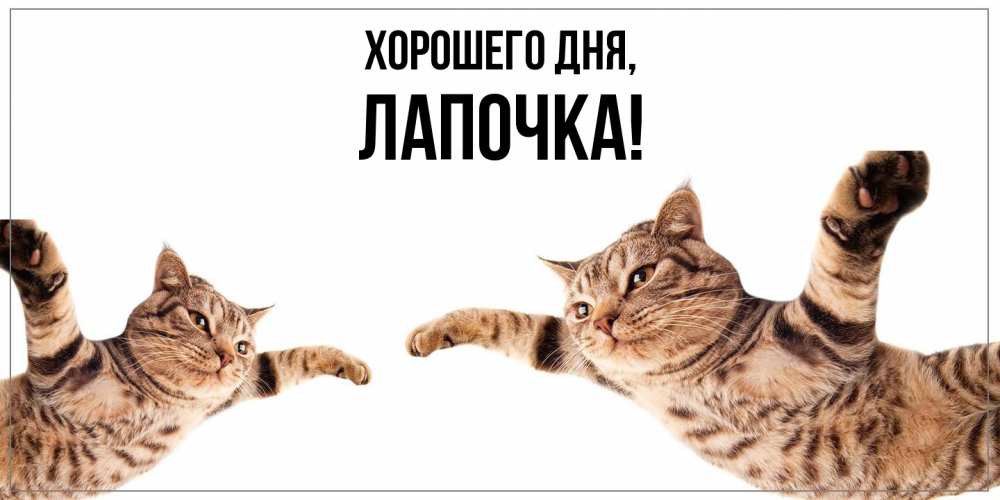 Открытка с именем, Лапочка, Хорошего дня