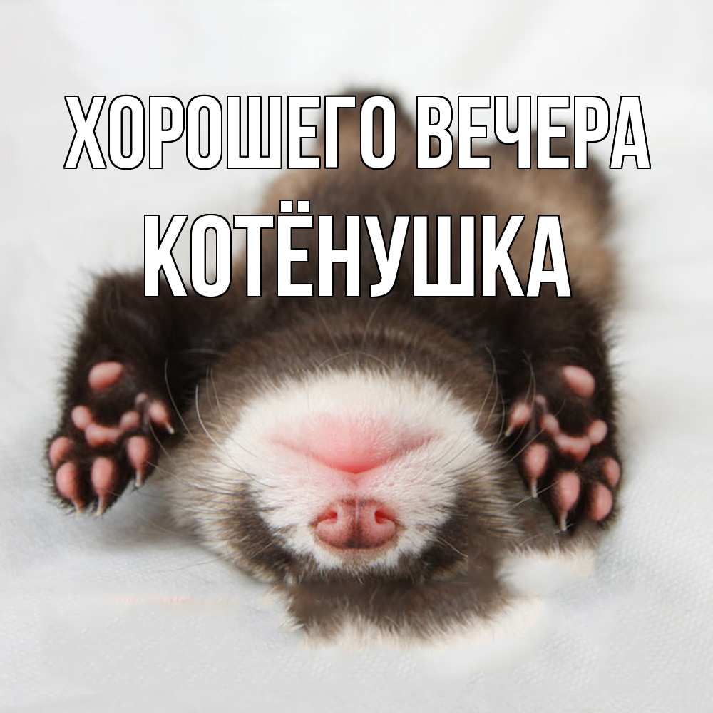 Открытка с именем, котёнушка, Хорошего вечера