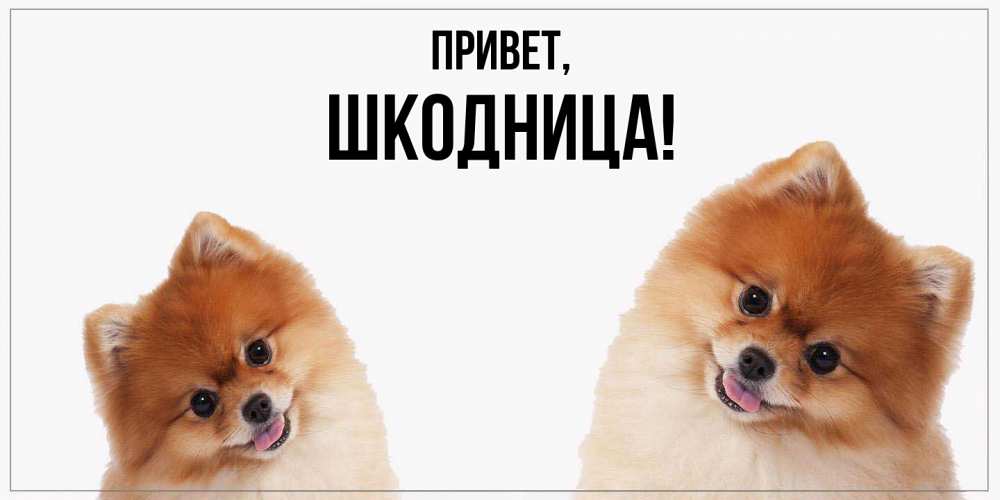 Открытка  для любимых и родных. шкодница, Привет  